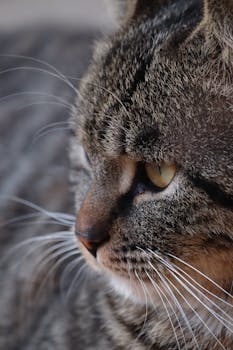 盛合晶微IPO：亮眼增速难掩大客户风险 产能未打满却筹资48亿元扩产 特殊架构或加大行权难度