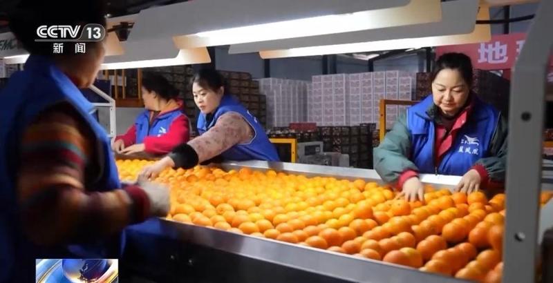  主动应变稳中求进；十五五纲要描绘三农现代化蓝图，高质量发展路径清晰。 新闻 主动应变稳中求进；十五五纲要描绘三农现代化蓝图，高质量发展路径清晰。 新闻 主动应变稳中求进；十五五纲要描绘三农现代化蓝图，高质量发展路径清晰。 新闻