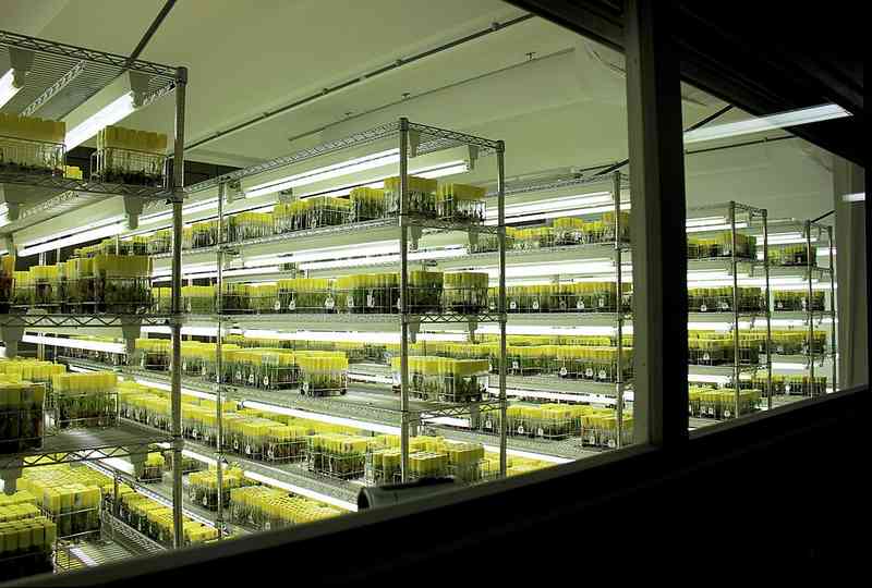  香蕉面临病害挑战，卡文迪许品种前景堪忧；人类积极应对，未必走向灭绝。 健康养生