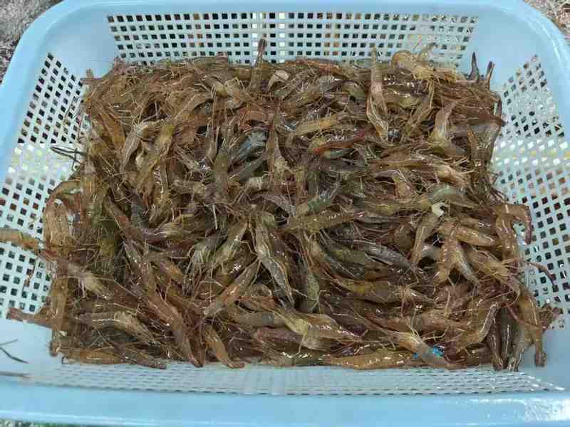  揭秘河鲜市场：高价河虾背后的供需真相与替代选择 新闻 揭秘河鲜市场：高价河虾背后的供需真相与替代选择 新闻