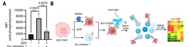  【技术突破】从细胞内到细胞表面：Src激酶定位重写50年教科书 新闻 【技术突破】从细胞内到细胞表面：Src激酶定位重写50年教科书 新闻 【技术突破】从细胞内到细胞表面：Src激酶定位重写50年教科书 新闻