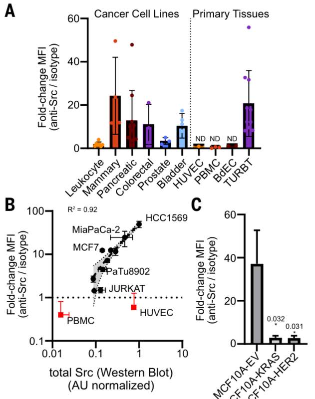  【技术突破】从细胞内到细胞表面：Src激酶定位重写50年教科书 新闻 【技术突破】从细胞内到细胞表面：Src激酶定位重写50年教科书 新闻 【技术突破】从细胞内到细胞表面：Src激酶定位重写50年教科书 新闻